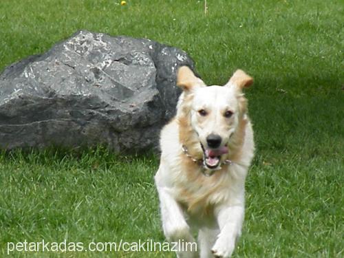 Çakıl Erkek Golden Retriever