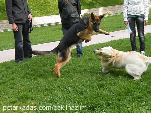 Çakıl Erkek Golden Retriever