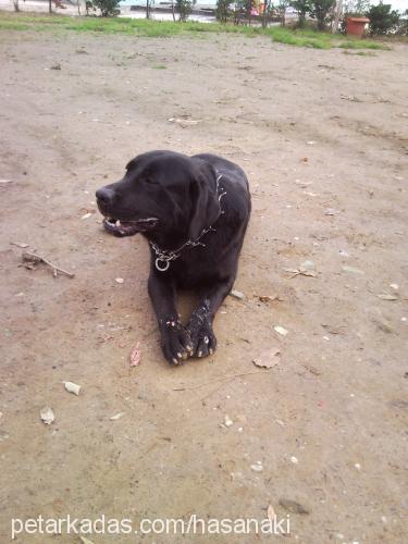 pascal Erkek Labrador Retriever