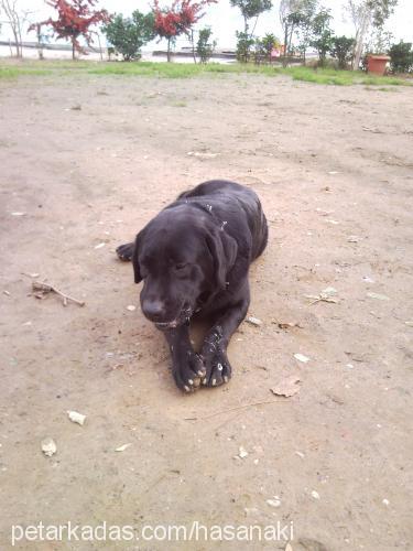 pascal Erkek Labrador Retriever