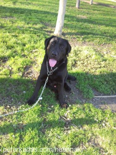 pascal Erkek Labrador Retriever