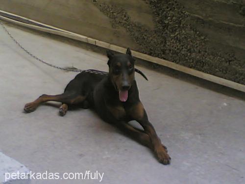 Şanslı Erkek Doberman Pinscher