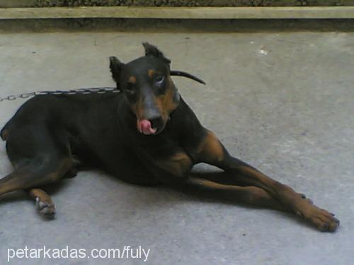 Şanslı Erkek Doberman Pinscher