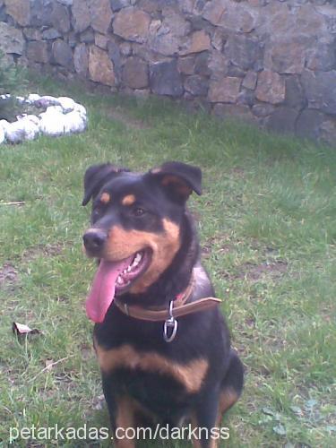 cesur Erkek Rottweiler