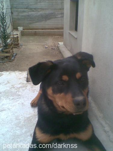 cesur Erkek Rottweiler