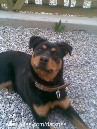 cesur Erkek Rottweiler