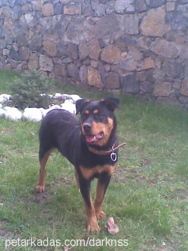 cesur Erkek Rottweiler