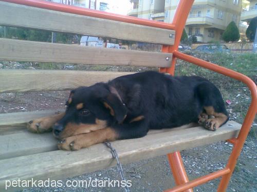 cesur Erkek Rottweiler