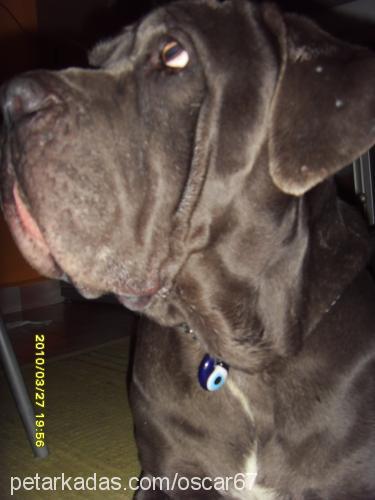 lex Dişi Napoliten Mastiff