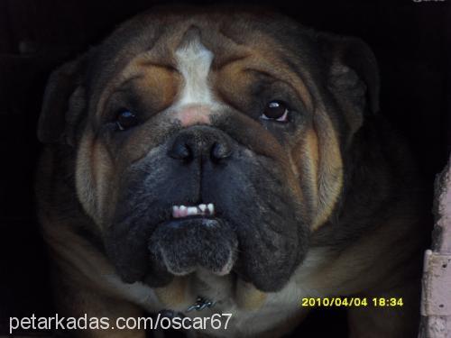 oscar Erkek İngiliz Bulldog