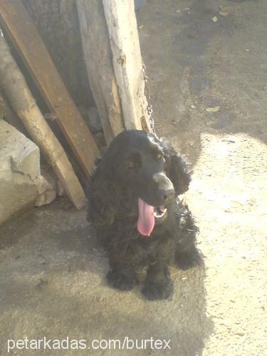 zeytin Erkek İngiliz Cocker Spaniel