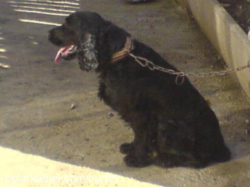 zeytin Erkek İngiliz Cocker Spaniel