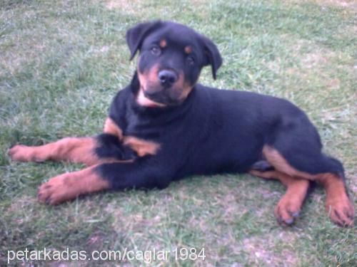 cash Erkek Rottweiler