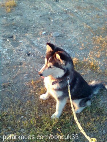 mayaveyavrulari Dişi Sibirya Kurdu (Husky)