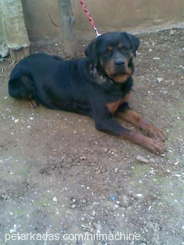 asi Dişi Rottweiler