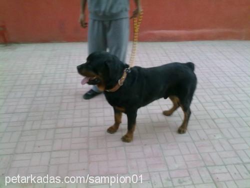 arap Erkek Rottweiler