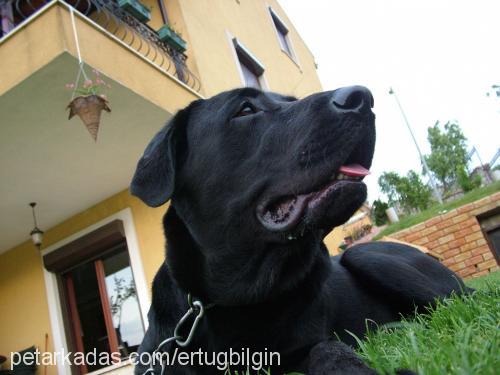 zeytin Erkek Labrador Retriever