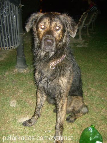 zeytin Erkek Golden Retriever