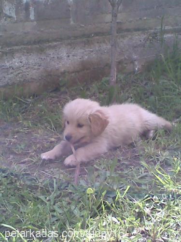 rooney Erkek Golden Retriever