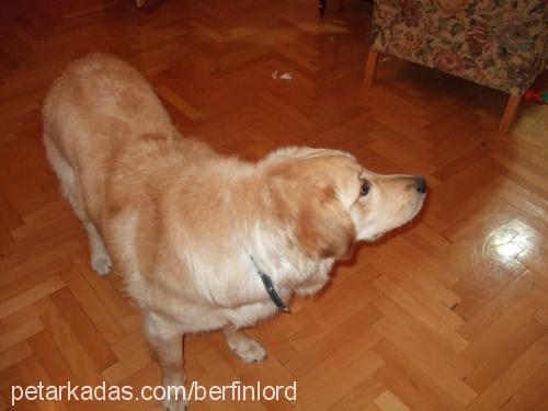 kayip-lord-kayi Erkek Golden Retriever