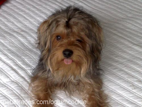 cookie Erkek Yorkshire Terrier