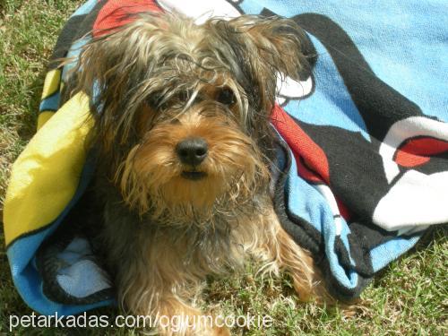 cookie Erkek Yorkshire Terrier