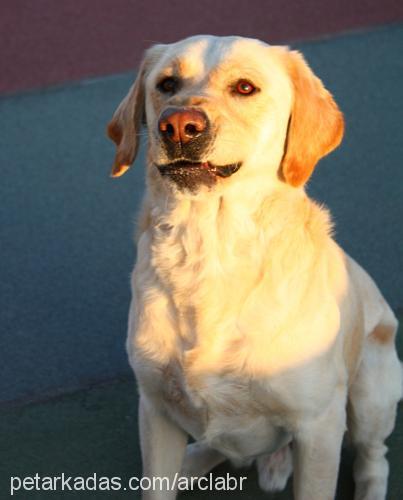 Çiko Erkek Labrador Retriever