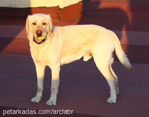 Çiko Erkek Labrador Retriever