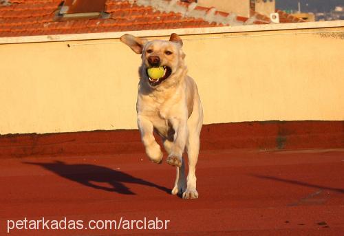 Çiko Erkek Labrador Retriever