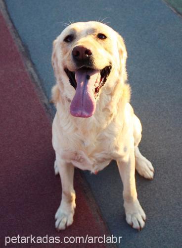 Çiko Erkek Labrador Retriever