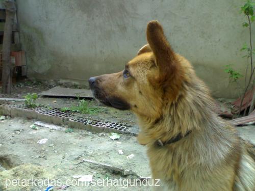 toni Erkek Alman Çoban Köpeği