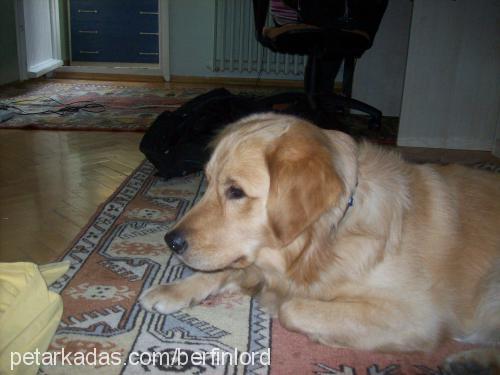 kayip-lord-kayi Erkek Golden Retriever