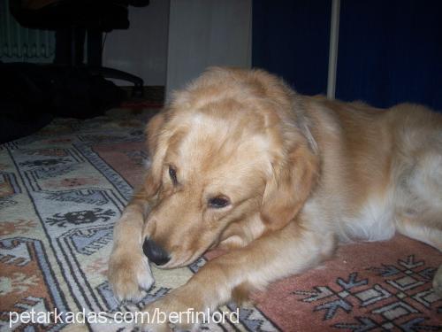 kayip-lord-kayi Erkek Golden Retriever