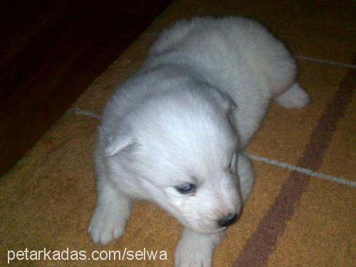 bony Dişi Samoyed