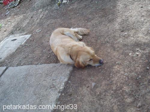 angie Dişi Golden Retriever