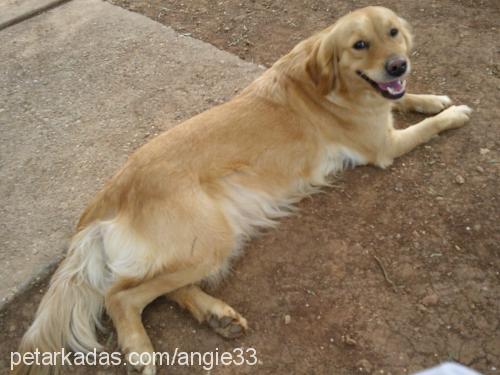 angie Dişi Golden Retriever