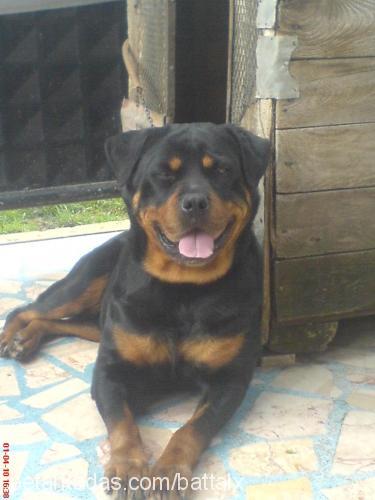 ceyla Dişi Rottweiler