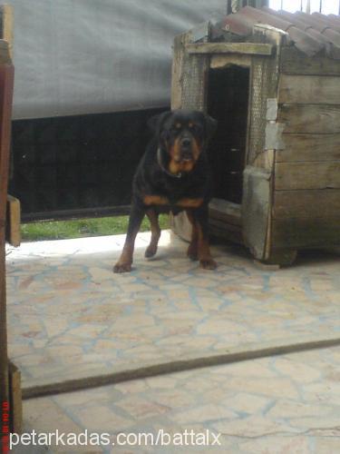 ceyla Dişi Rottweiler