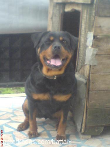 ceyla Dişi Rottweiler