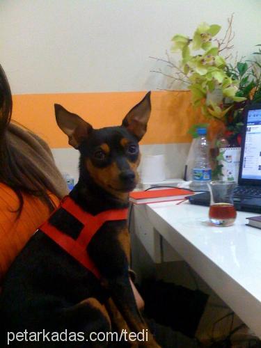 zeytİn Dişi Minyatür Pinscher