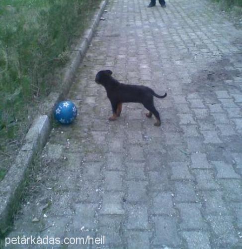 paşa Erkek Rottweiler