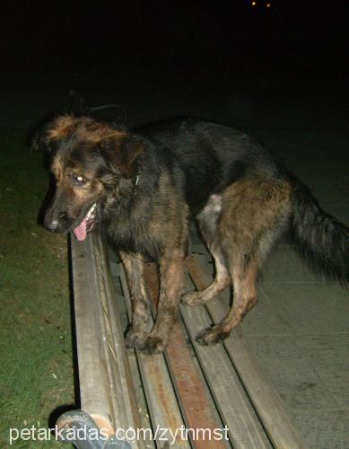 zeytin Erkek Golden Retriever