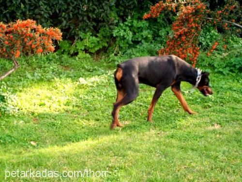 thor Erkek Doberman Pinscher