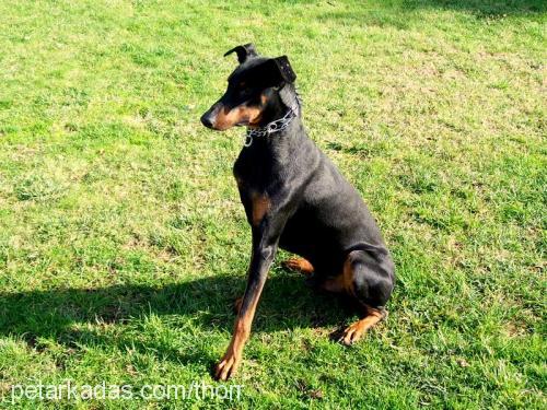 thor Erkek Doberman Pinscher