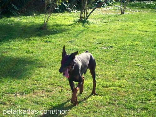 thor Erkek Doberman Pinscher