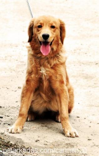 karamel Dişi Golden Retriever