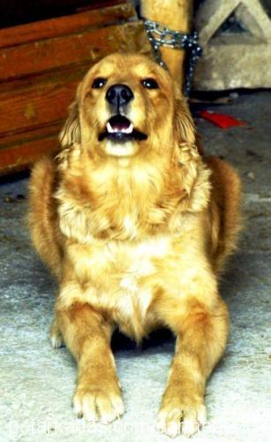 karamel Dişi Golden Retriever