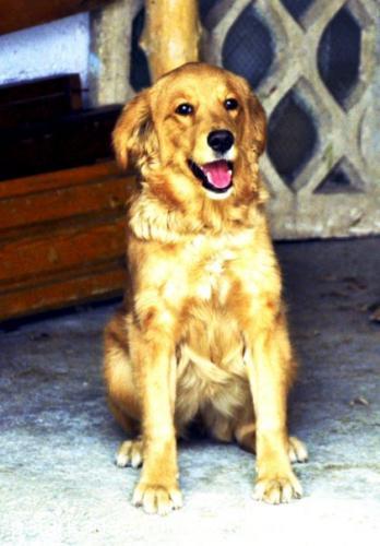 karamel Dişi Golden Retriever