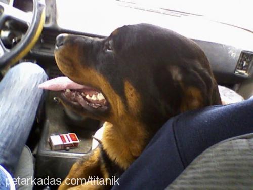 hera Dişi Rottweiler