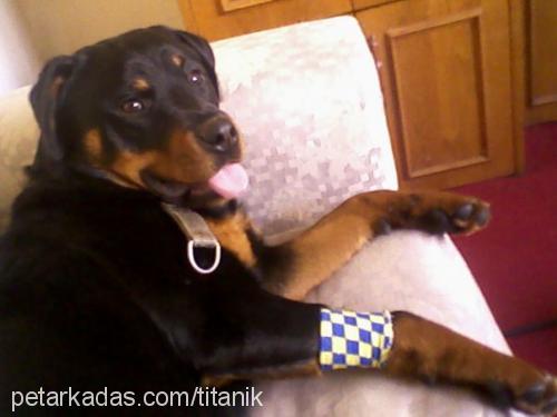 hera Dişi Rottweiler